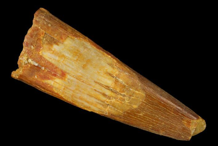 Bargain, Fossil Pterosaur (Siroccopteryx) Tooth - Morocco #167133